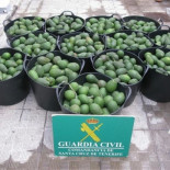 El aguacate llega esta semana a precio récord, ¿por qué ha subido tanto?