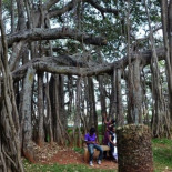 El bosque indio de 19.000 metros cuadrados formado por un solo árbol