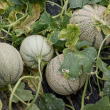 Los agricultores empiezan a tirar el melón, sandía y tomate al recibir ofertas de 15 céntimos el kilo