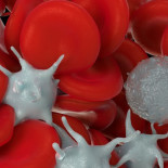 El ‘cóctel’ que activa nuestras defensas