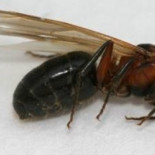 ¿Qué pasa cuando muere la reina? (hormigas) [ENG]