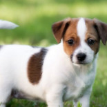Le rompe una costilla a un anciano por recriminarle que su perro orinara en la calle