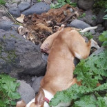 Cazadores tiran por un barranco a sus perros al terminar la temporada de caza