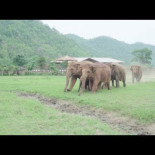 Elefantes corren a dar la bienvenida a un nuevo bebé rescatado