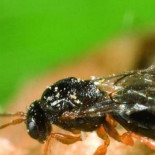 Una avispa china amenaza con llevarse por delante los castañares españoles