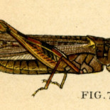 La diarrea de langosta que llevó al descubrimiento de los bacteriófagos
