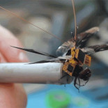 Esta libélula Cyborg (modificada  genéticamente) es el drone mas pequeño [EN]