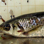 Encuentran en Portugal un tipo de pez que se reproduce por androgénesis