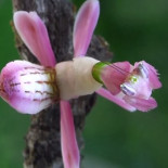 El fascinante camuflaje de las mantis