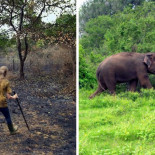 Esta pareja pasó 26 años reforestando un bosque pluvial que compraron en 1991, este es su aspecto hoy