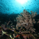 Las ciudades submarinas del nieto de Cousteau