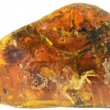 Pájaro bebé de la época de los dinosaurios fosilizado en ámbar (ING)