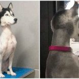 Por qué no es una buena idea rapar a tu perro en verano para que no pase calor