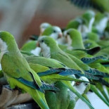 Sevilla decide tirotear en las calles a las cotorras exóticas