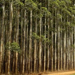 Un disparate llamado eucalipto