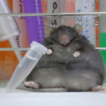 Altas dosis de cafeína ayudan a los ratones a perder peso