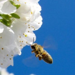 La desaparición de un solo insecto polinizador altera todo un ecosistema