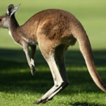 Volvo admite que sus autos de conducción automática son confundidos por los canguros (EN)