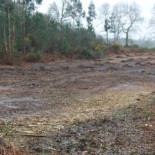 En Ames plantan 1000 "árboles bomberos" para frenar los incendios [glg]