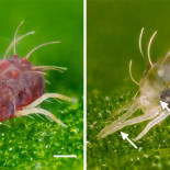 Hallado el gen que permite a la araña roja hibernar