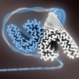Primeras imágenes de la estructura proteica vinculada con el alzhéimer