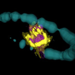 Observan en 3D el núcleo de una estrella tras su explosión