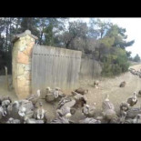 Buitreman - 20 años dando de comer a cientos de buitres en Teruel