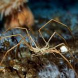 El único animal conocido que bombea sangre con sus tripas [en]