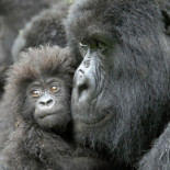 Un nuevo estudio prevé una extinción masiva de animales vertebrados