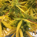 Se declara el estado de emergencia en Nevada: falta "maría" [eng]