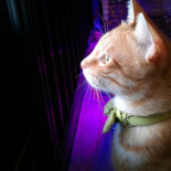 Cuando las mascotas nos importan más que los humanos