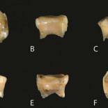 ‘Sacar un tesoro de un diente’: hallan ADN de una especie homínida antigua