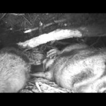 Dentro de la casa de un castor