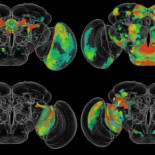 Inteligencia Artificial ayuda a construir un mapa cerebral del comportamiento de las moscas (ING)