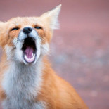 Los nombres de algunos sonidos de animales