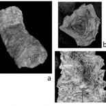 La tecnología recupera el mayor fragmento de un papiro sepultado en el Vesubio sin tener que abrirlo