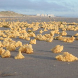 De momento nadie sabe qué es esta porquería esponjosa que está apareciendo en las costas de Francia