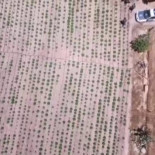 Un incendio destapa una plantación con 64.659 plantas marihuana