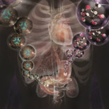 Las hipótesis de colesterol y calorías están muertas, el culpable: la resistencia a la insulina [EN]