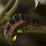 ¿Dónde están las luciérnagas? [GAL]