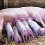 La bacteria que no aguanta la presión y los cerditos que vivían sin sangre