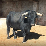 Corneada una menor de 14 años durante un encierro en las fiestas de un pueblo de Albacete