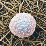 Logran que los glóbulos blancos alivien el dolor en lugar de producirlo