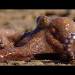 Abdopus aculeatus: el pulpo australiano que sale de caza a tierra firme [eng]