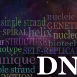 Descubren la razón por la que todos los rostros son diferentes [ENG]