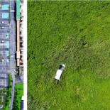 La naturaleza reclama las zonas abandonadas de Fukushima [ENG]