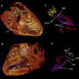 Revelan la fuente de los latidos del corazón humano en 3D (ING)