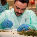 La UE da por perdida la batalla contra la 'Xylella Fastidiosa' en Baleares