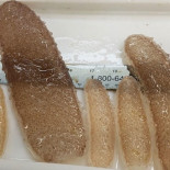 Criaturas gelatinosas extrañas están invadiendo la costa californiana [ENG]