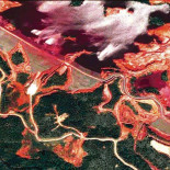 Repentina desaparición de abejas en Madagascar